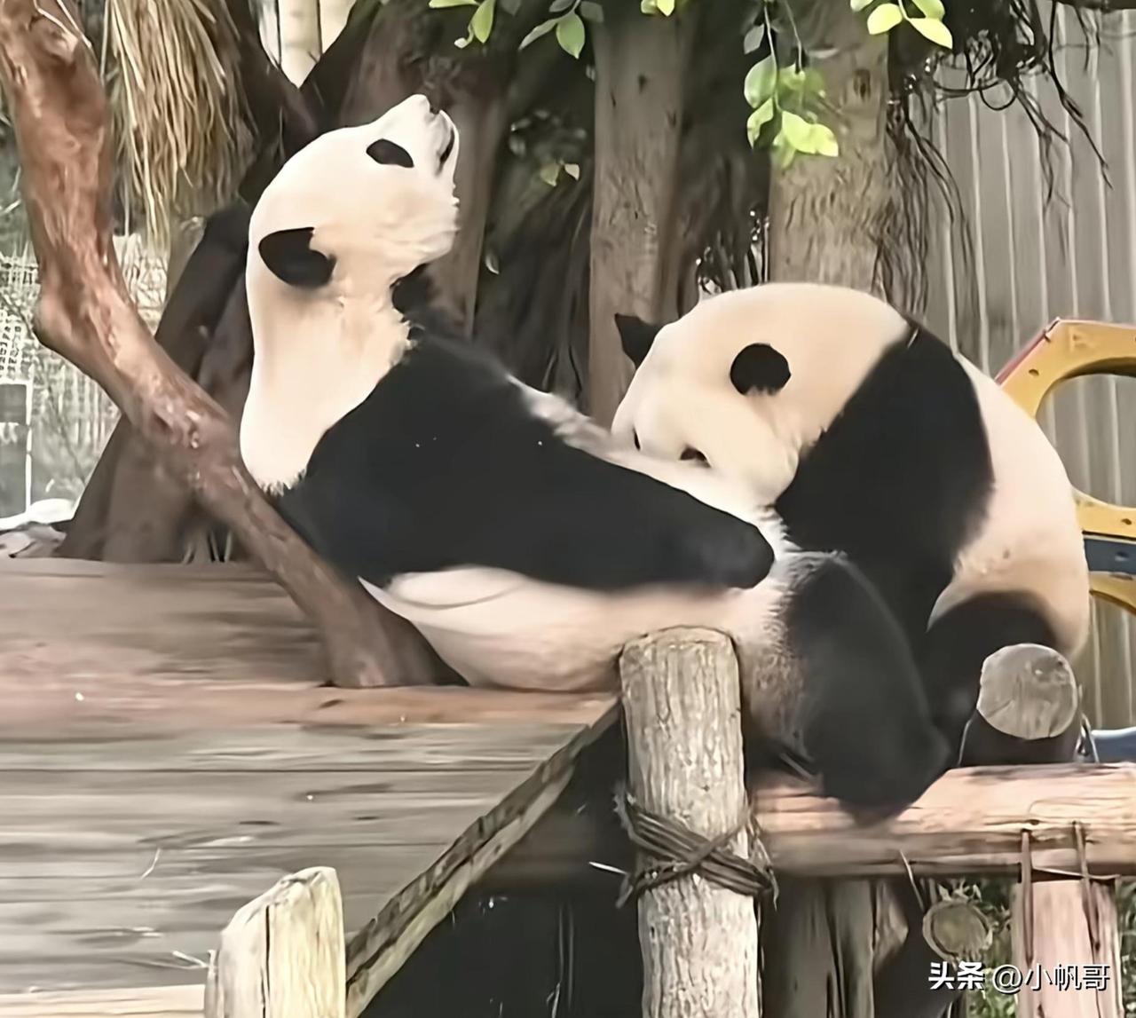 感觉很享受的样子