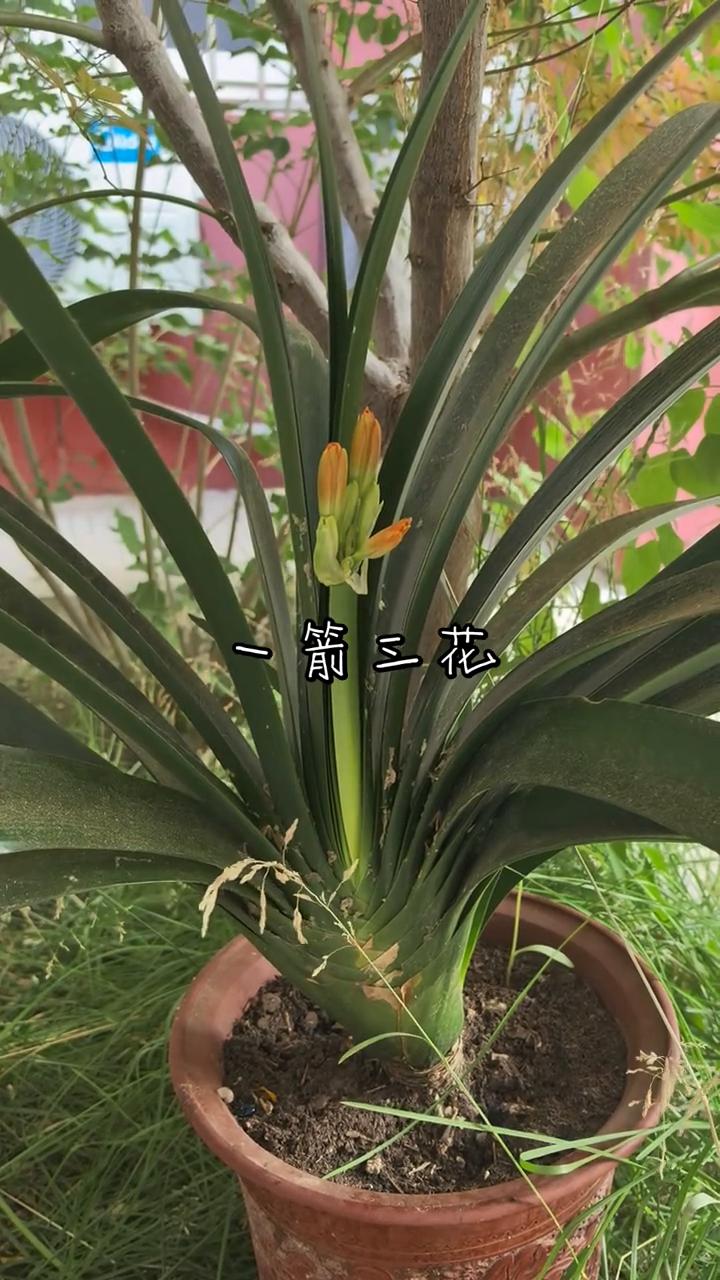 一箭三花。