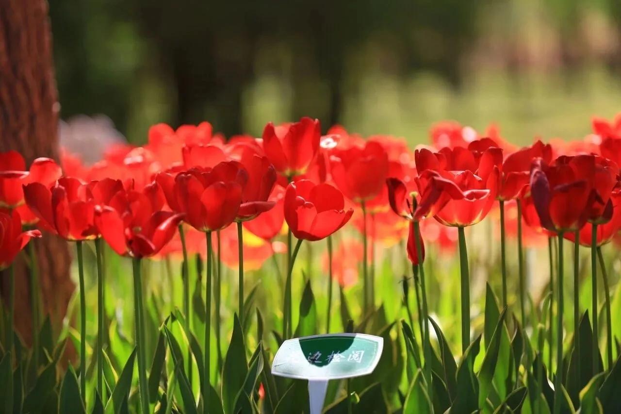 大兴这片郁金香花海免费开放！紫色郁金香花海 郁金香观赏园 
四月春风轻柔，万物生