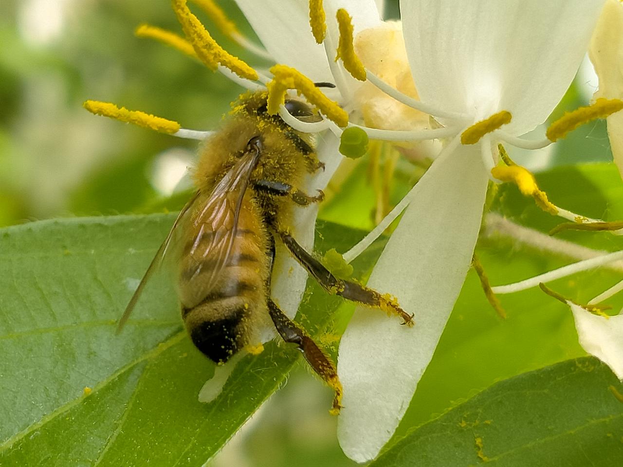 看看你们最新一张照片花丛中的小蜜蜂。