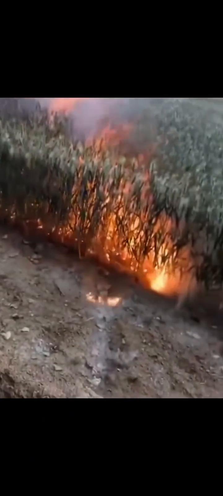 回老家的路上看到这样一幕，白茫茫的一片。这是杨树毛毛吗？为什么会这么多？听说这玩