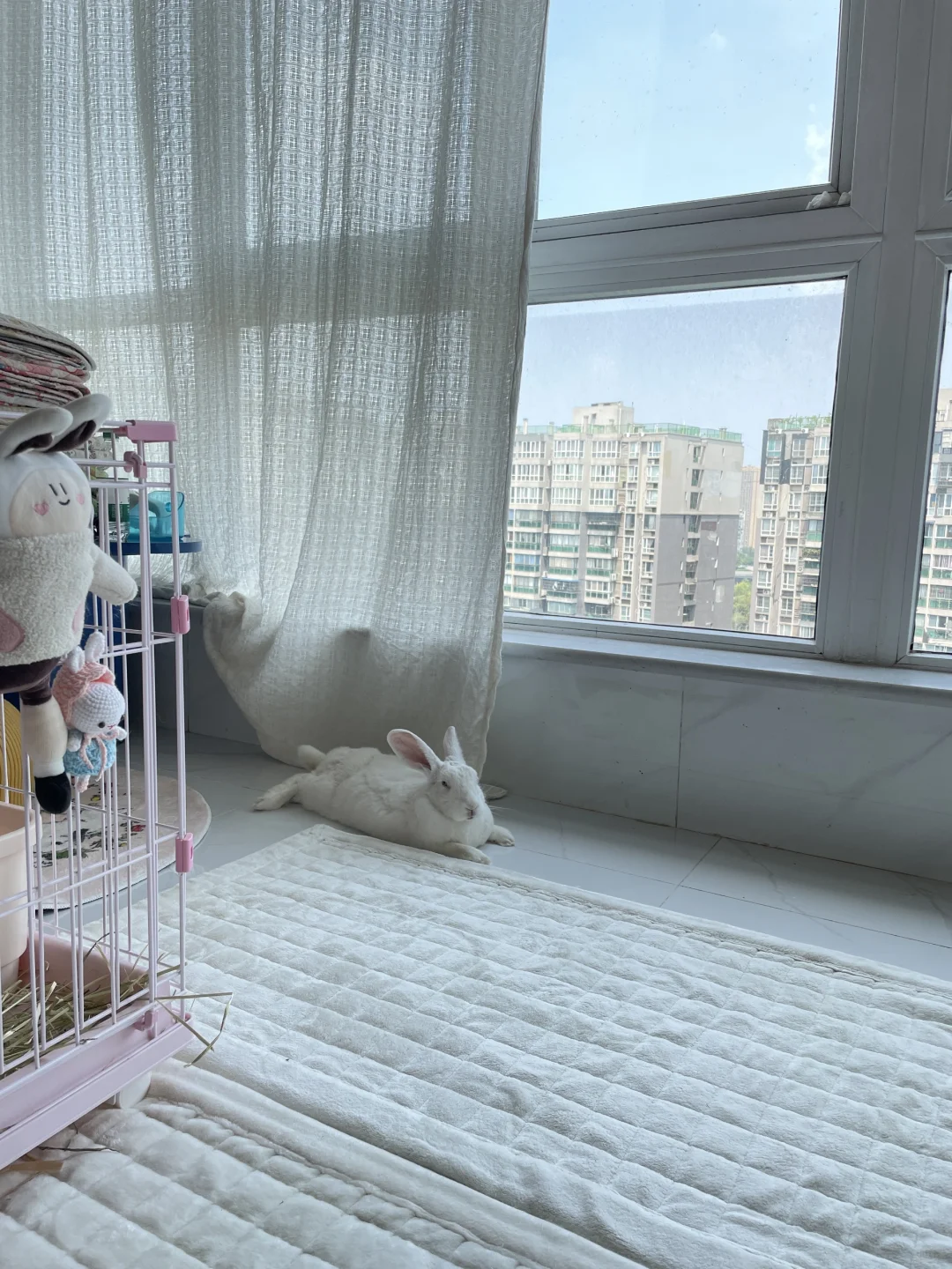 成都高温下的兔:再热的天都不能耽误讨饭吃