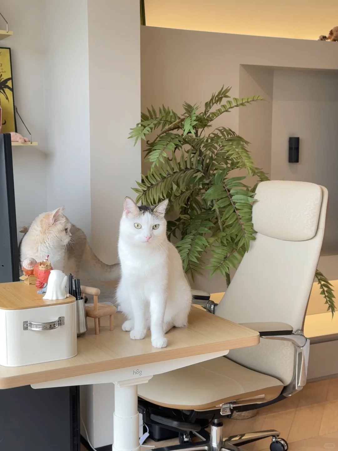 小猫吃饭导致妈妈破产