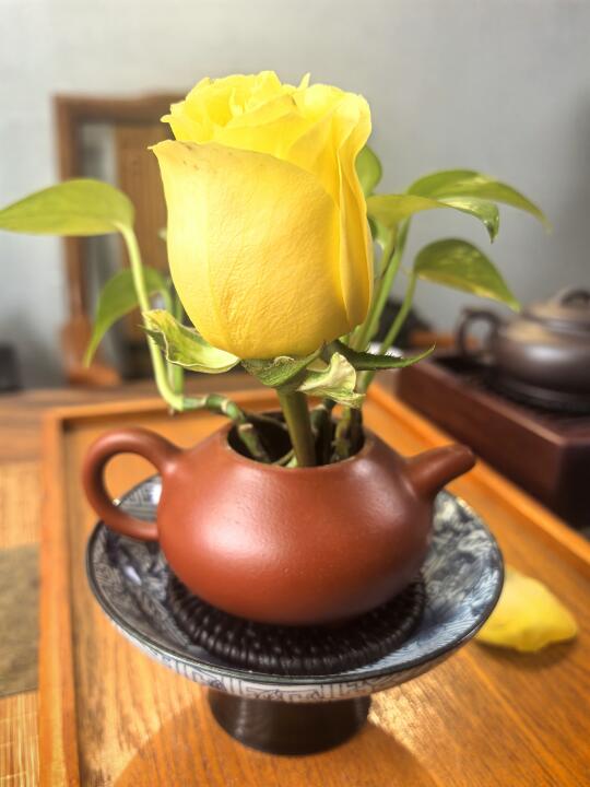 绿罗里长玫瑰🌹