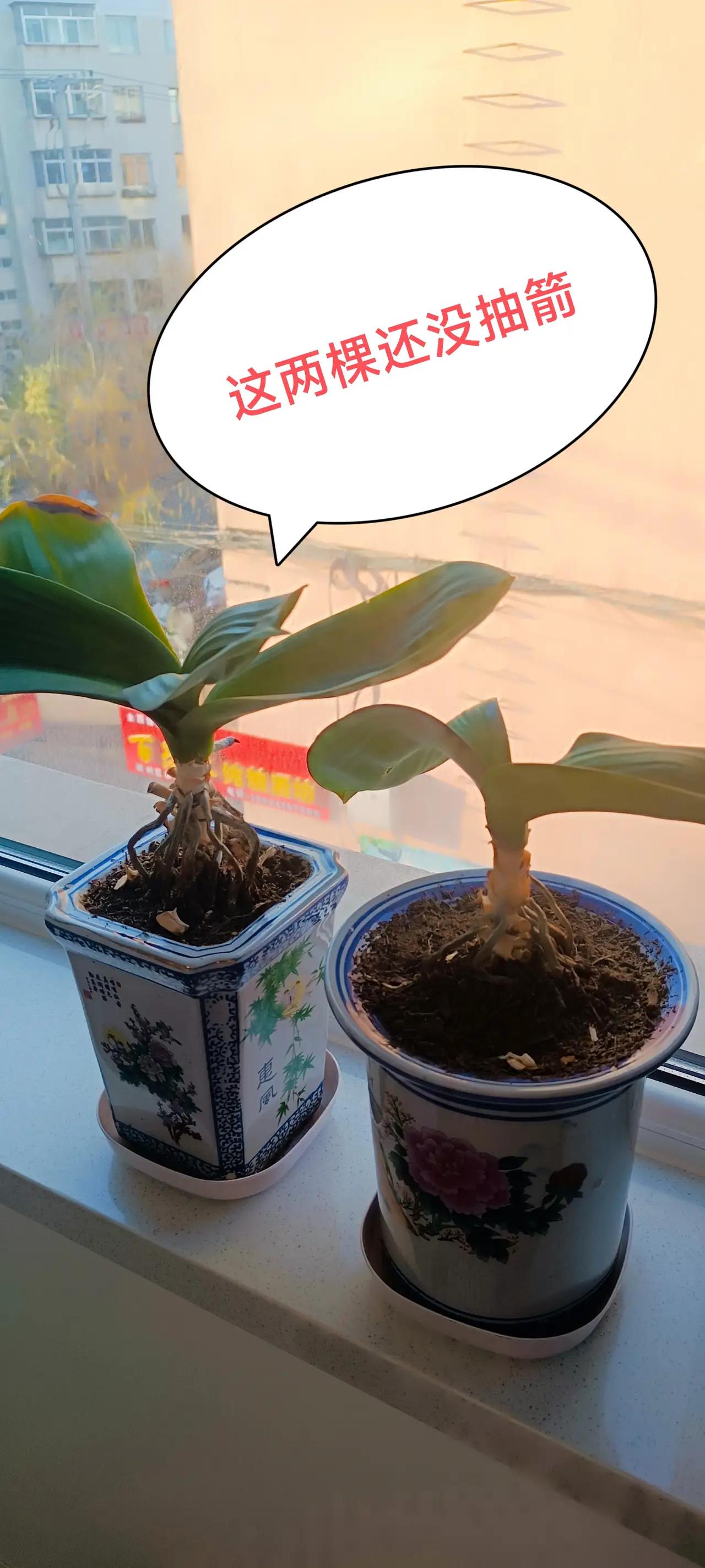 换花盆对抽箭有影响吗？我想应该有，我这两盆上个月换的花盆，别的都抽箭了，就它俩没