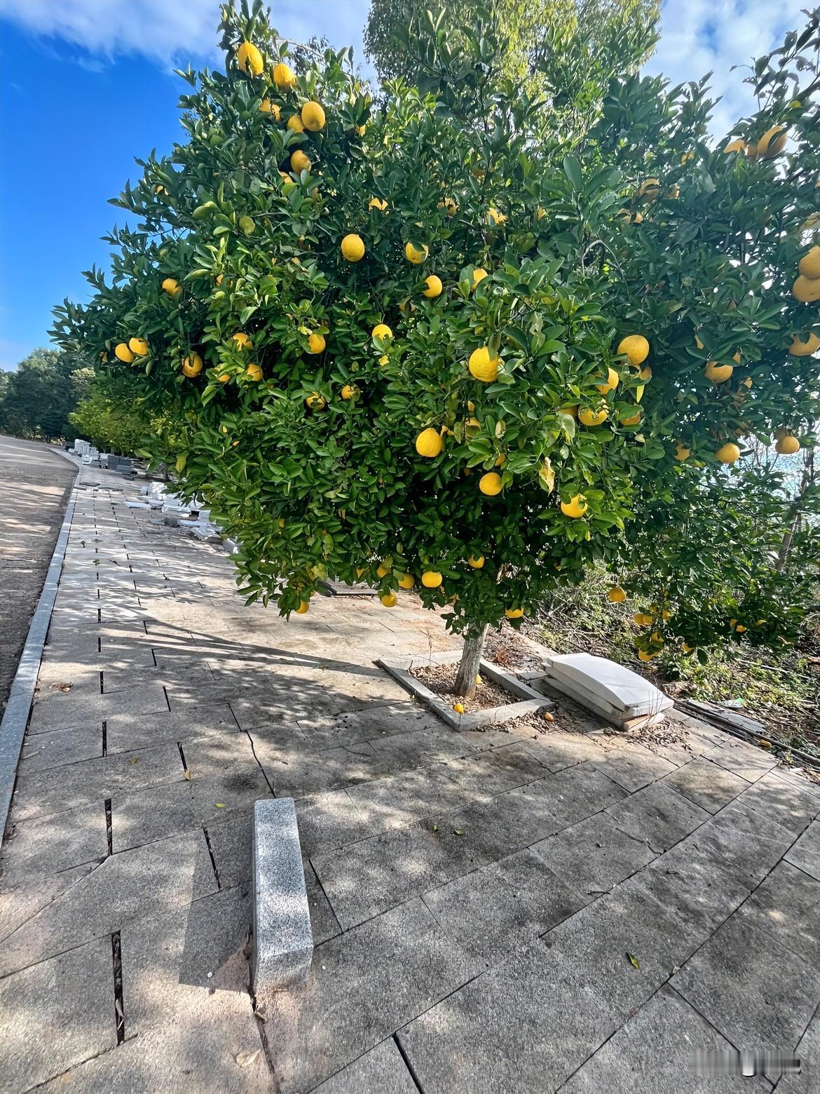 今天路过这片区域，瞅见棵果子压满枝的树——黄澄澄的果子坠得枝桠都弯了，地上还落了