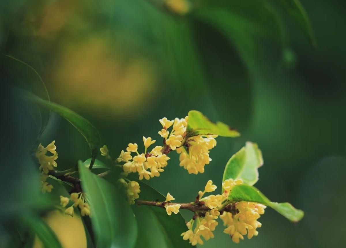 这个周末，宁波将再次回归较为晴朗的天气。不管是在家洗晒堆积的衣物，还是出门去赏秋