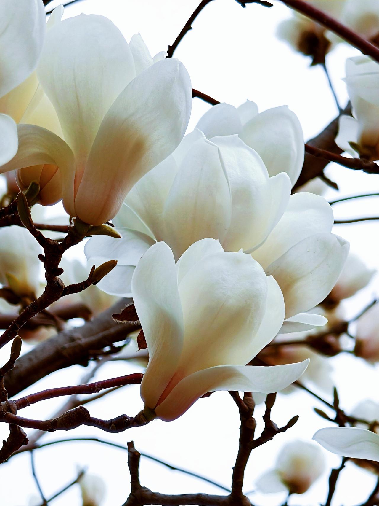 来到了五大道，玉兰开得俏，洁白似云朵，朵朵向天笑，赏花真开心，烦恼全忘掉！
天津