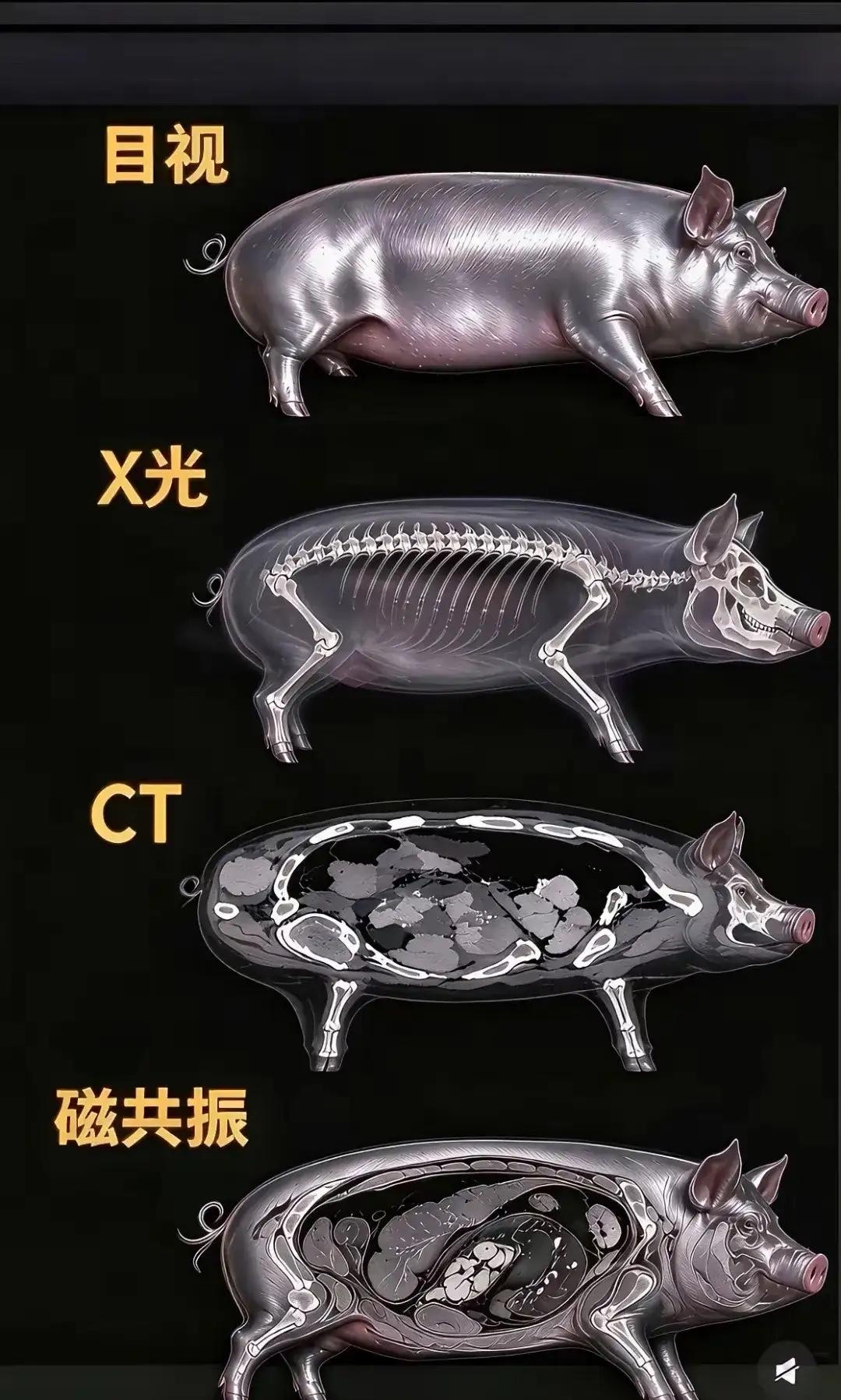 大开眼界！终于懂为啥核磁共振收费比CT、X光贵这么多！成像精度直接拉满，就连猪体