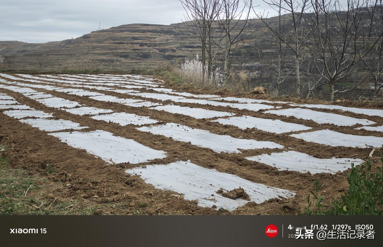 春播时节，简直是一场视觉与嗅觉的盛宴！气温回升，田间的油菜花、桃花、梨花竞相绽放