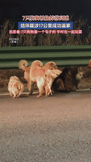 吉林，7只狗狗被狗贩子偷走，中途从货车掉落在高速上，它们没有乱跑，而是结伴同行，
