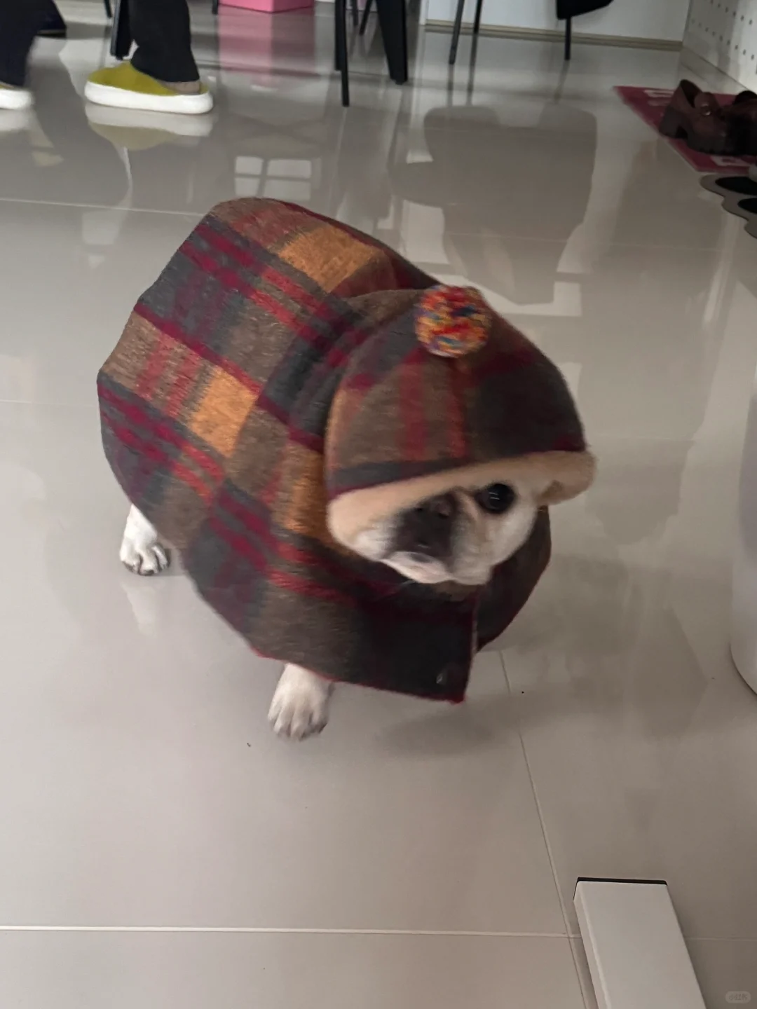 👀鬼鬼祟祟的来装可爱了