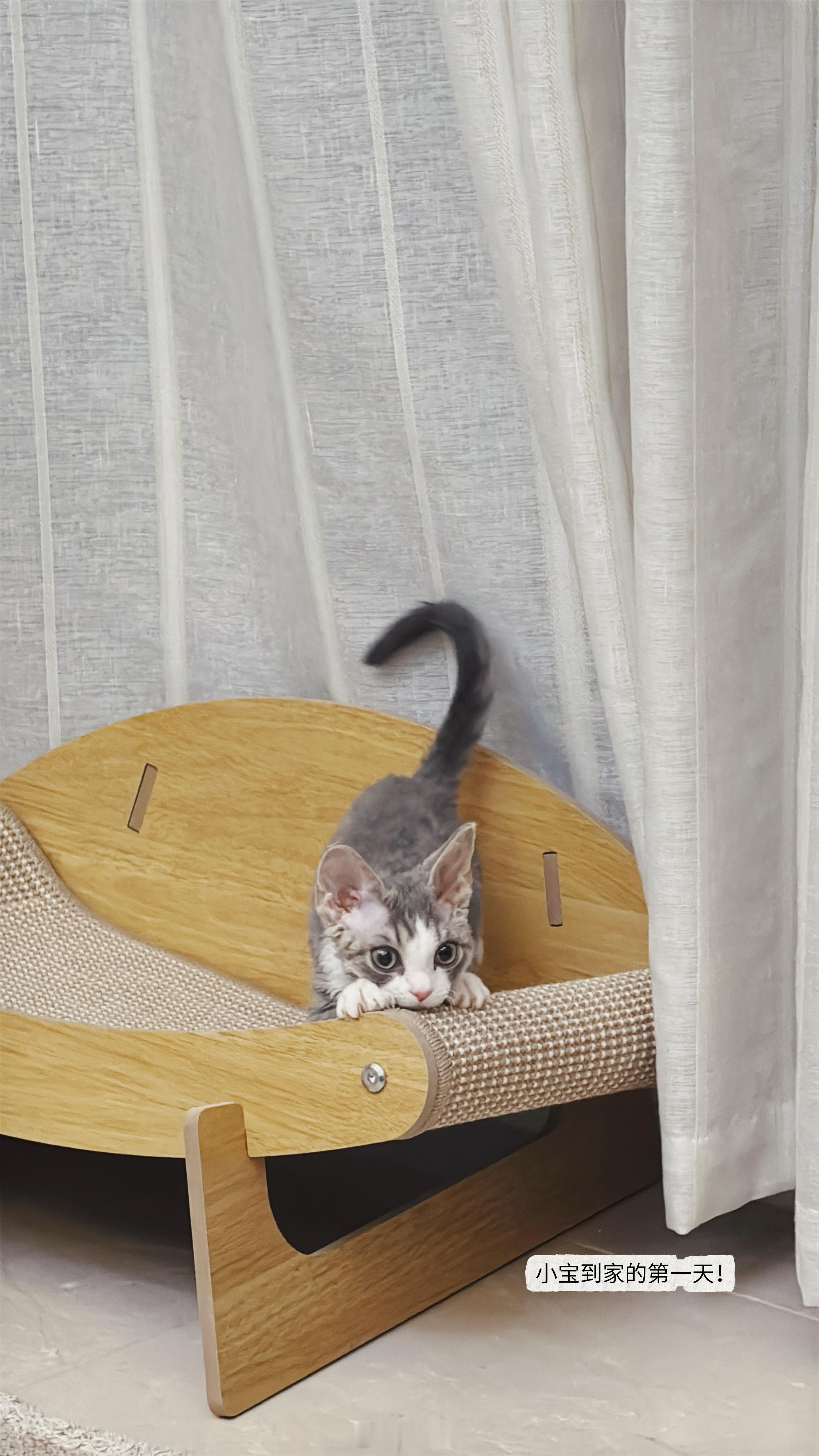 🐈有小猫咪以后 生活节奏大改变 时时刻刻都想回家看看卷卷在干啥 饿不饿 想亲亲