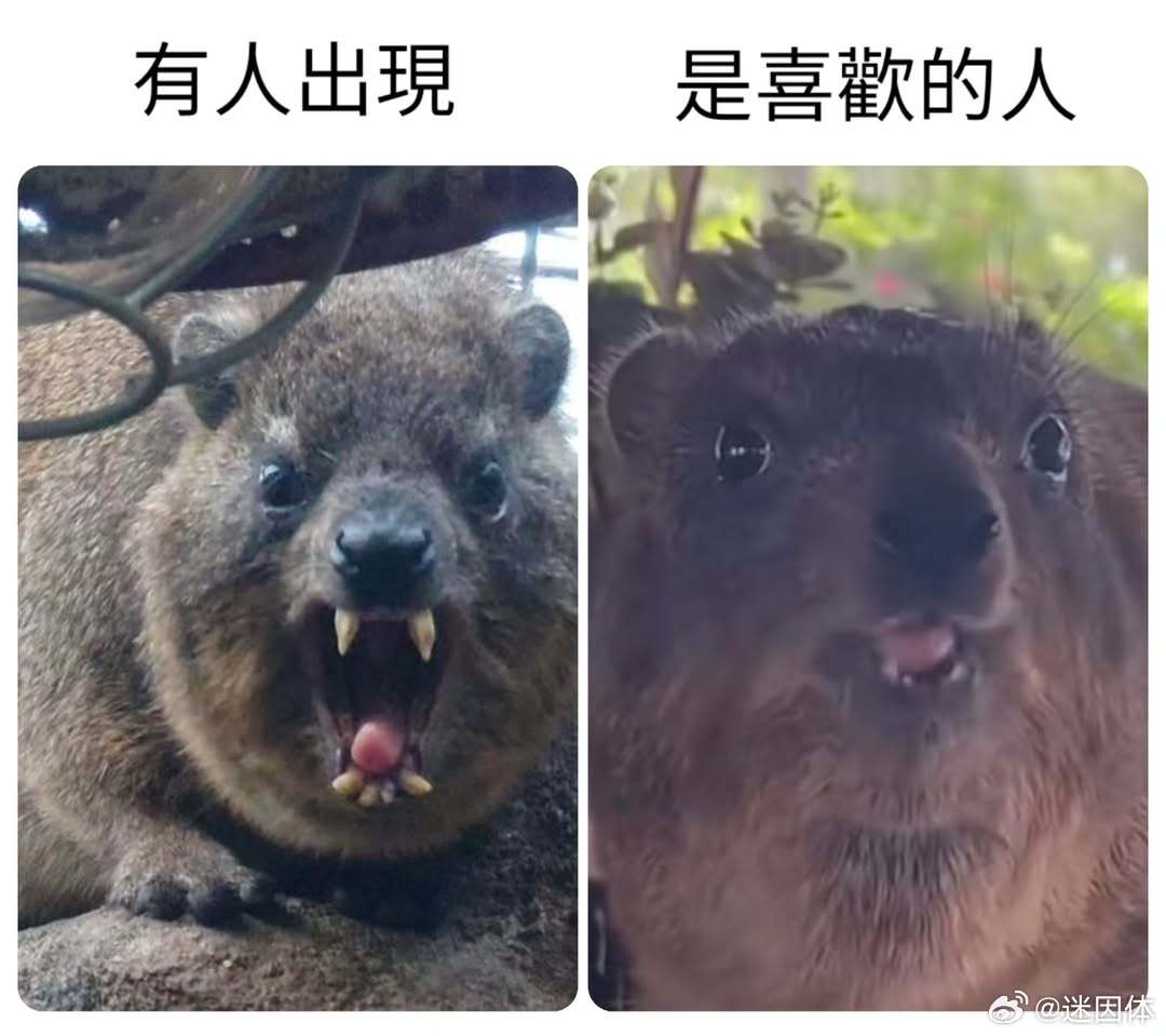 身体很诚实memes迷译图
