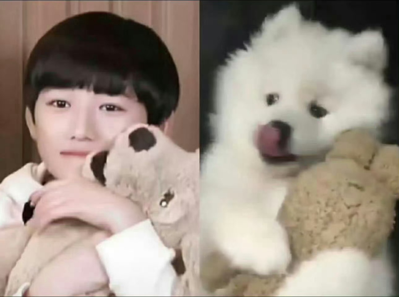咪的天！旺的天！假装人类居然被发现啦！🐱🐶💥那就不装啦～以后我们就这样咪咪