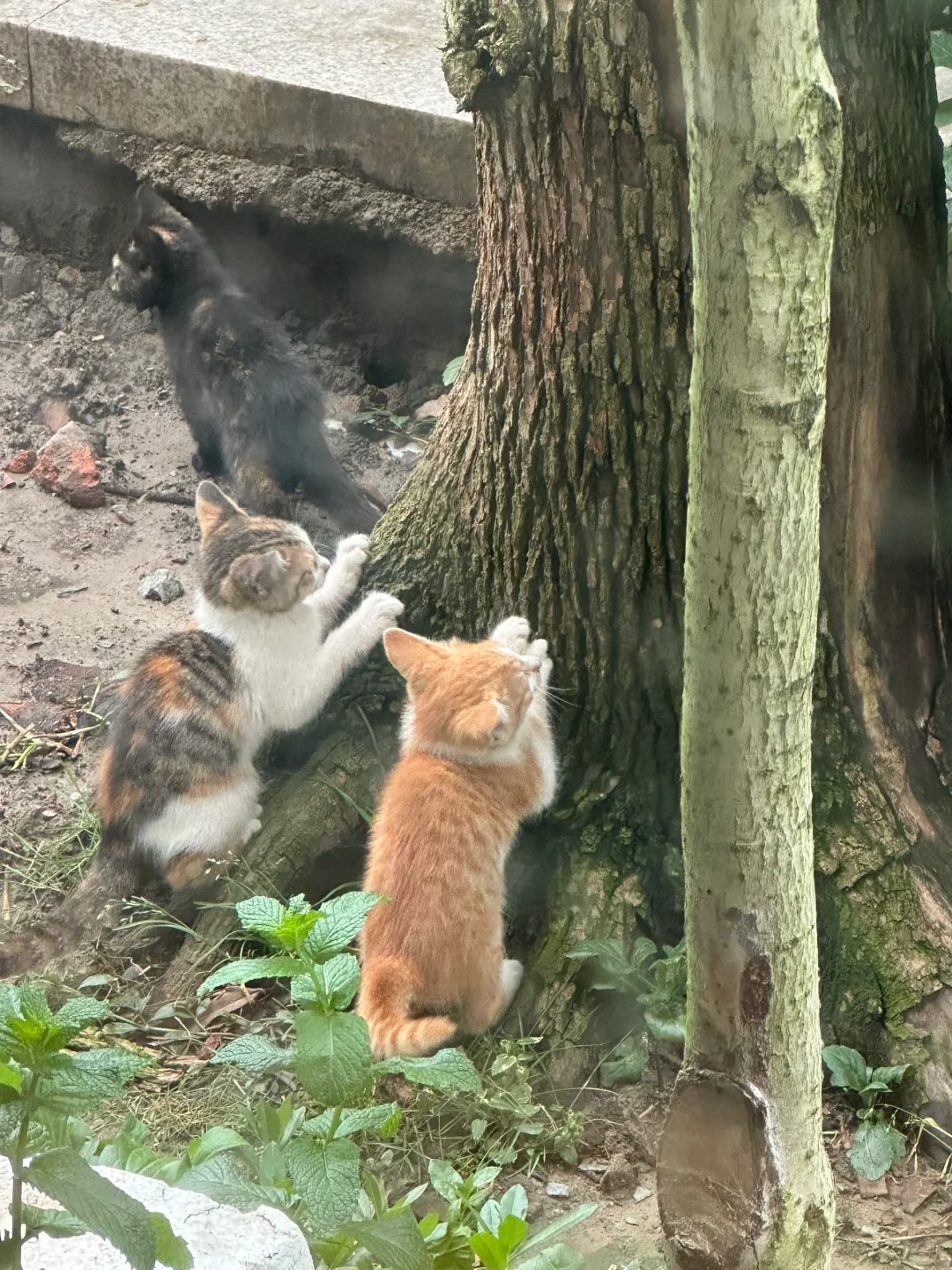 十二生肖中没有猫的原因；猫科卦象