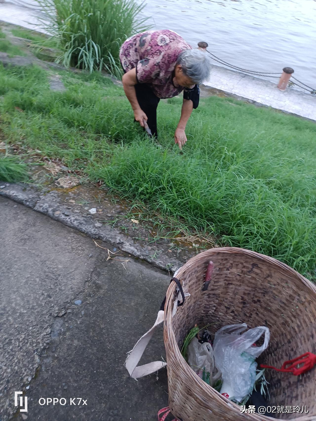 漂亮的绿色，勤劳的阿婆