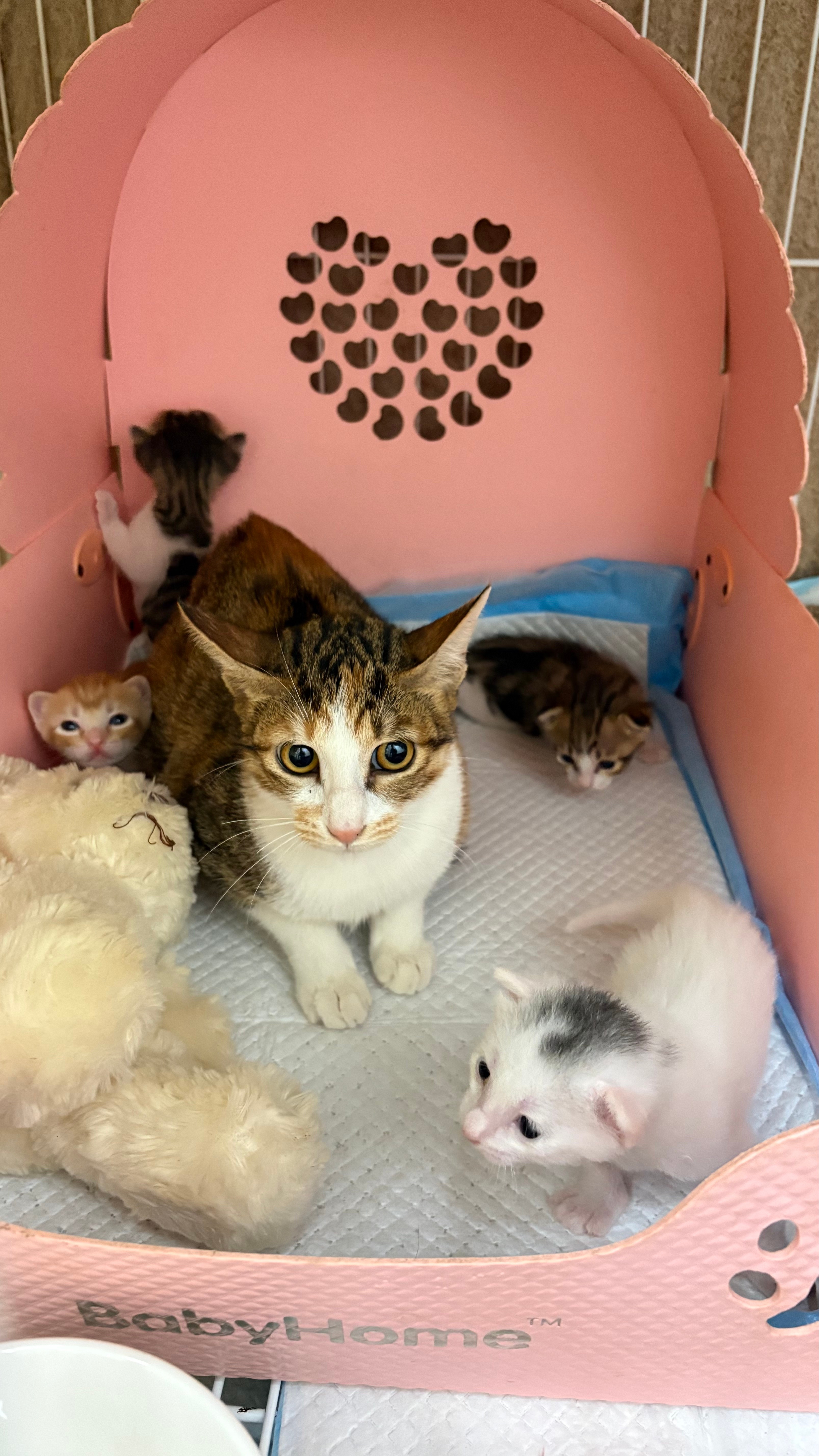 阿胖色的宝宝像不像精灵？猫咪 深圳