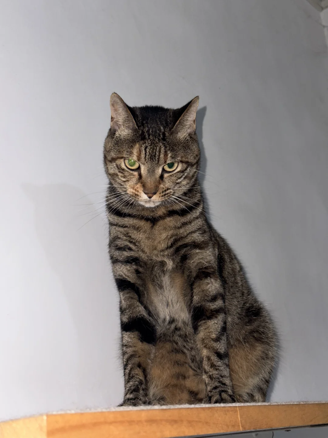 当我惹了小猫