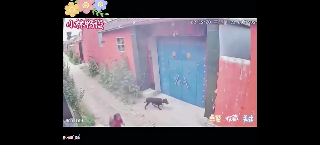 山东荷泽一八旬老太太被散养大黑狗咬掉鼻子、咬瞎双眼。

老太太在前行时被追咬，拄