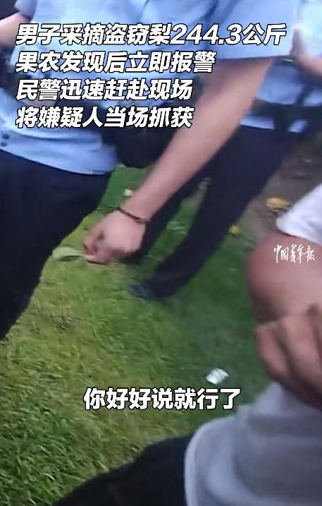 “你这是要断我的活路啊！”安徽宿州，一名大叔到自家果园查看梨子的成熟情况，却发现