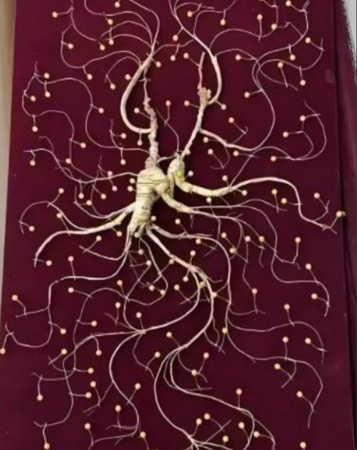 1981年，一颗重量超过七两，价值超过200万的野生老山参在东北被挖出，而且开挖