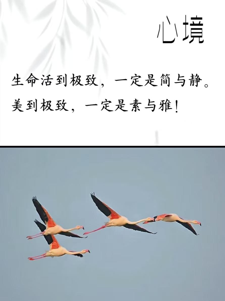 天净沙·悟世
浮生至简心宁，
尘缘守静身清，
绝色唯存素影。
风华归雅，
淡然看
