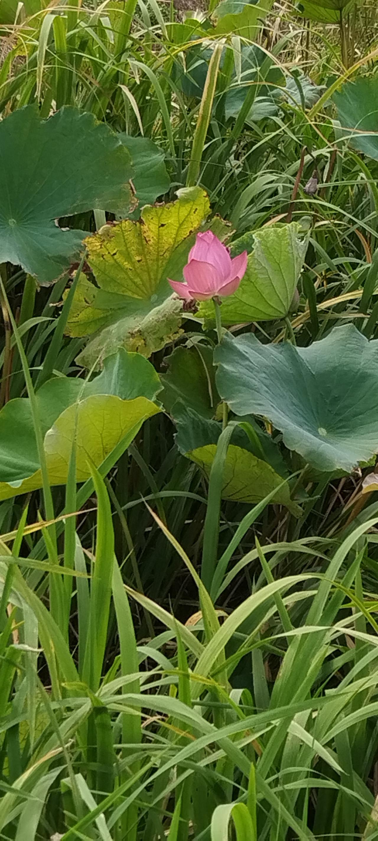 ，什么花都行