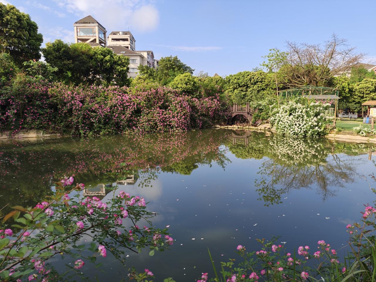 蓝天白云，花团锦簇，一汪碧水，美不胜收。
蓝天小景