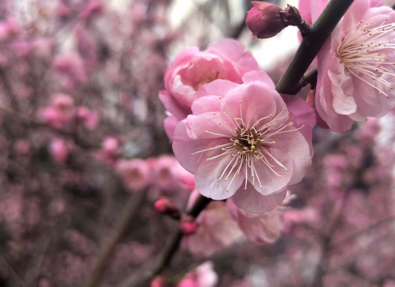 文化宫内梅怒放