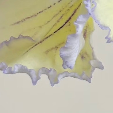 0000堇兰珍珠种植一、选地与整地选择半荫通风、排水良好的缓坡地或林缘地，土壤以