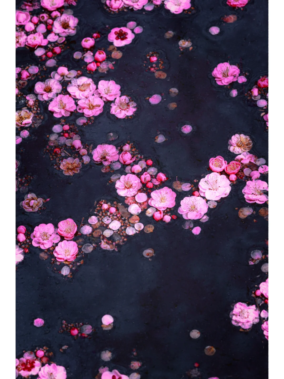 天啊~我在苏州拍到了🌿水中花🌸镜中月🌙