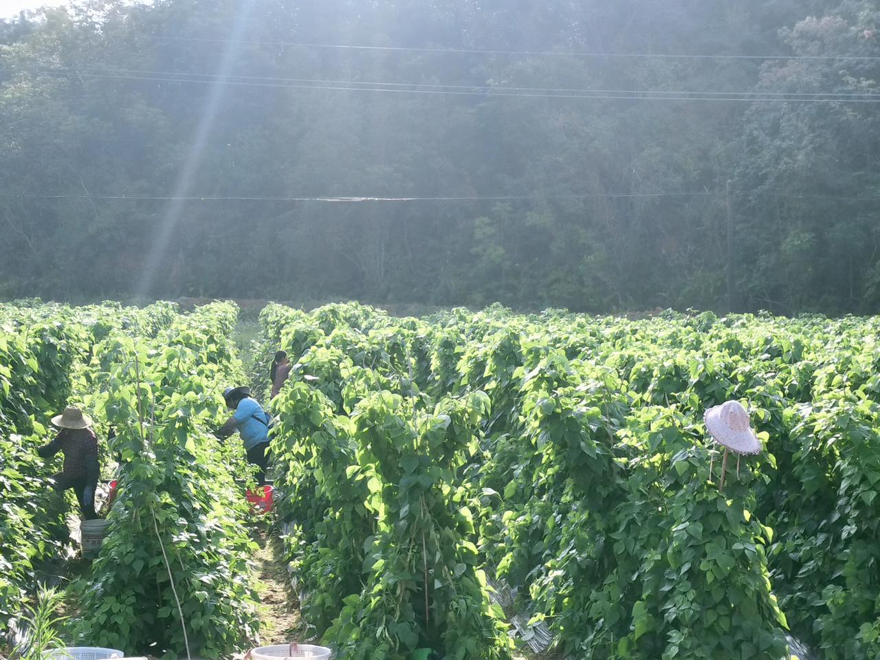 今天早上沿着村道散步，看到一片萃绿的四季豆在朝霞照射下生机盎然……
