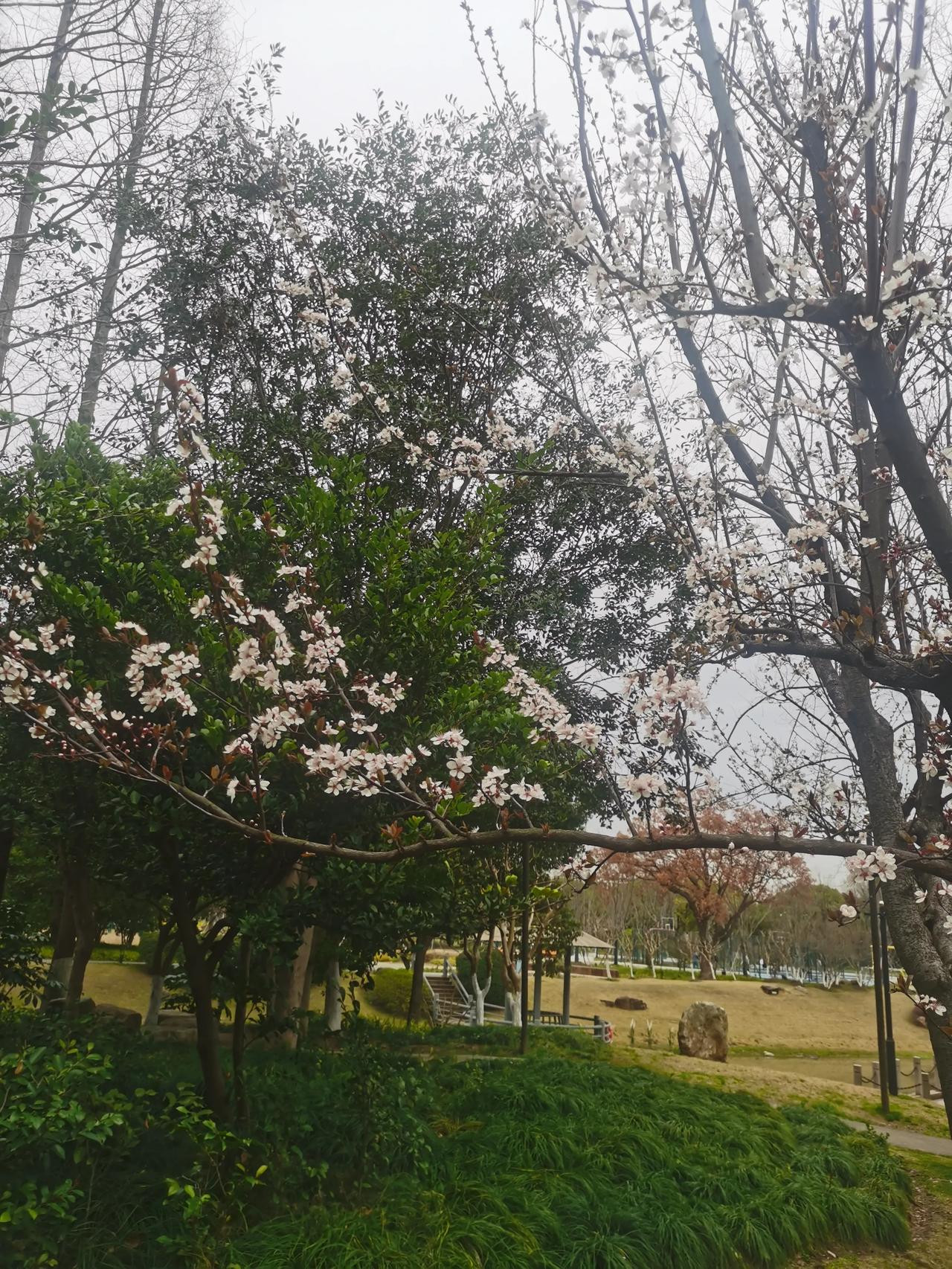 上海的樱花🌸开了，春天来了。