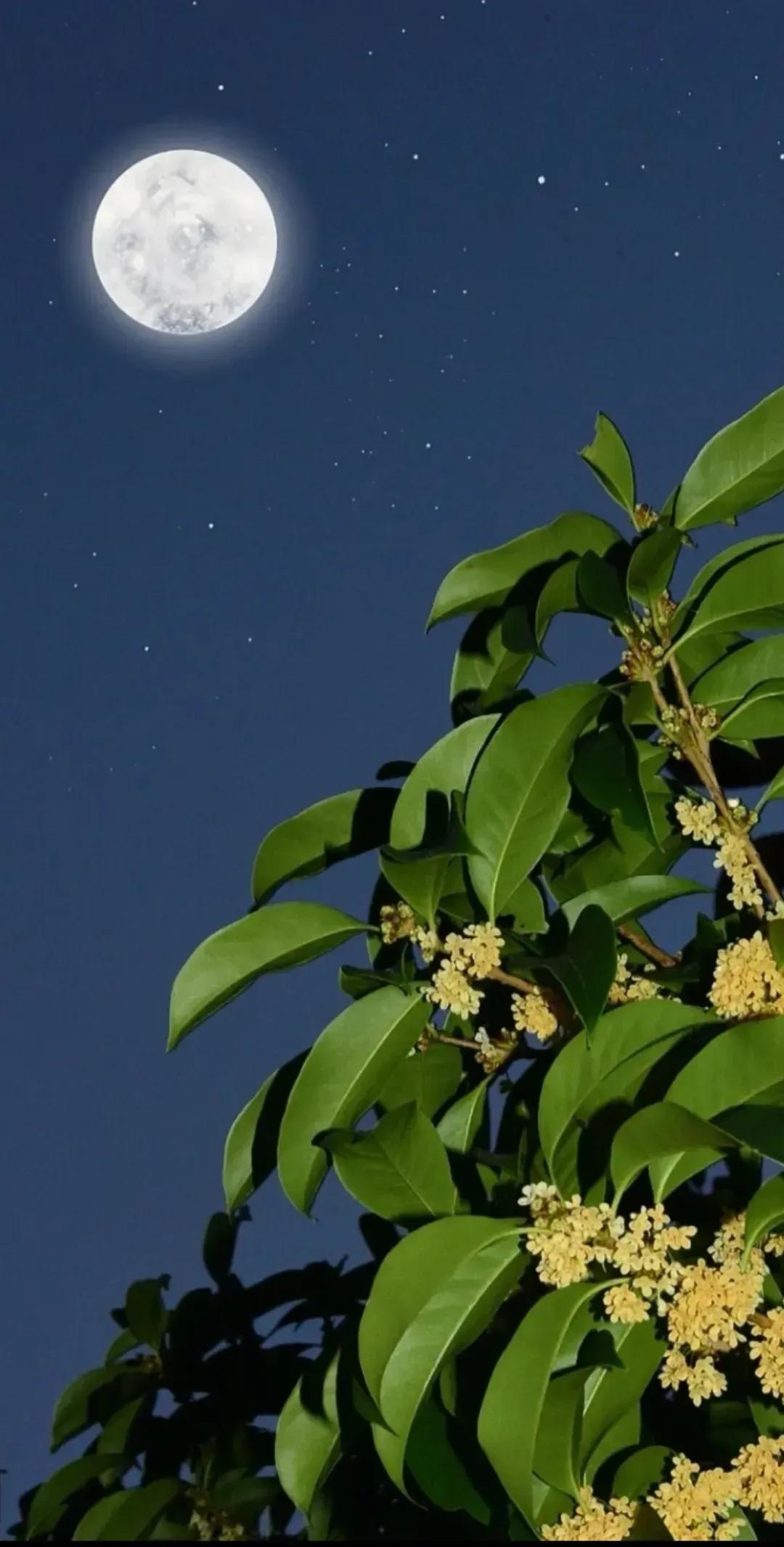 七绝  桂花问玉帝   新韵
掌天玉帝季节颠，暮想朝思吾不甘。
本是飘香丹桂日，