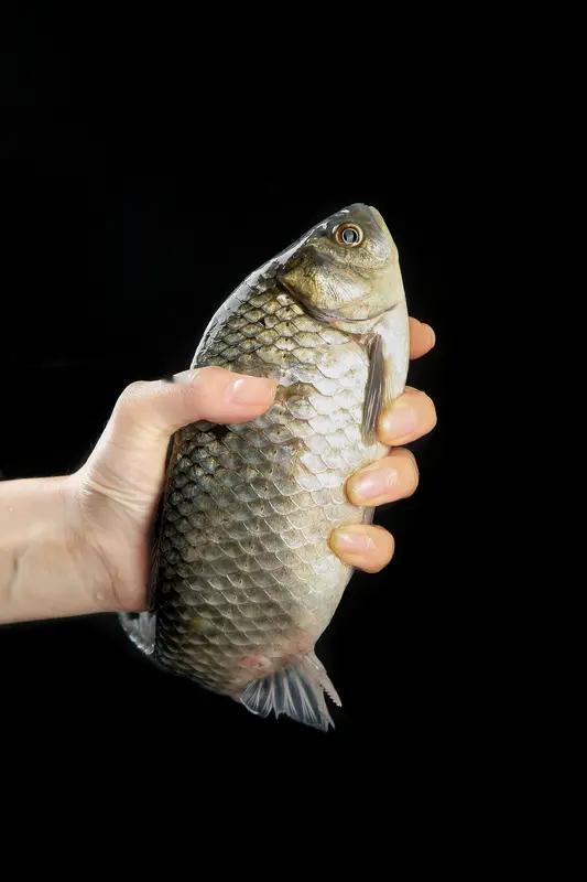 4.0主线钓半斤鲫鱼，有点“杀鸡用牛刀”了。一般来说，钓半斤左右的鲫鱼，用0.8