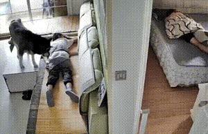 谁说二哈但是傻的存在，这么说就是有偏见了。