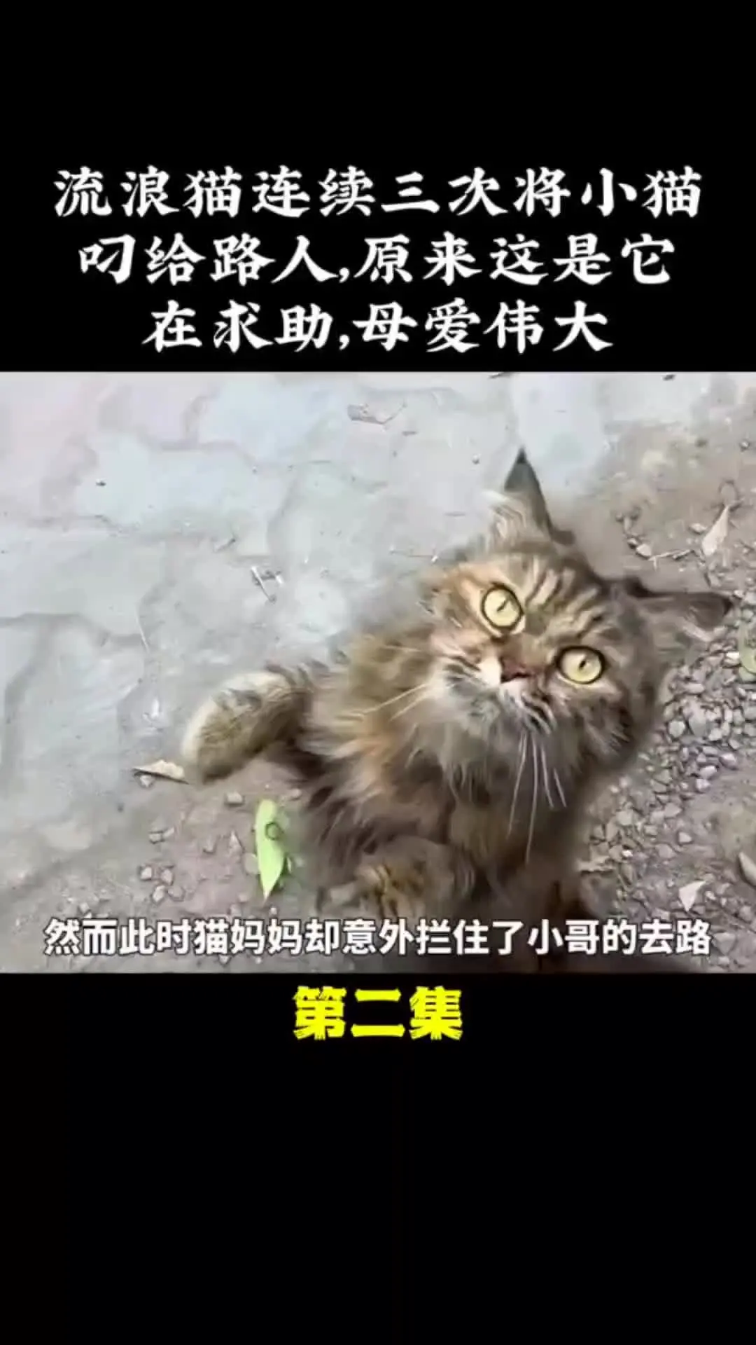 内容启发搜索 动物世界 动物的迷惑行为