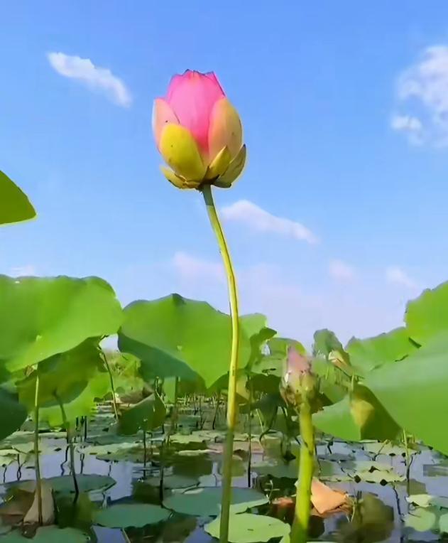 洋洋高锐“寻、昔日情怀”◎夏晚……浴晚风荷花……别样红◎水中……粉妆摇曳姿蜻蜓点