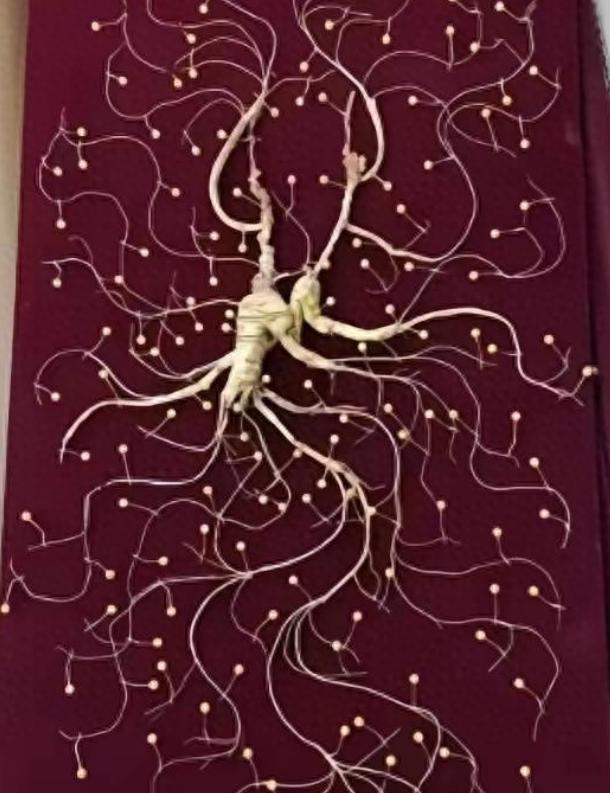 1981年，一颗重量超过七两，价值超过200万的野生老山参在东北被挖出，而且开挖