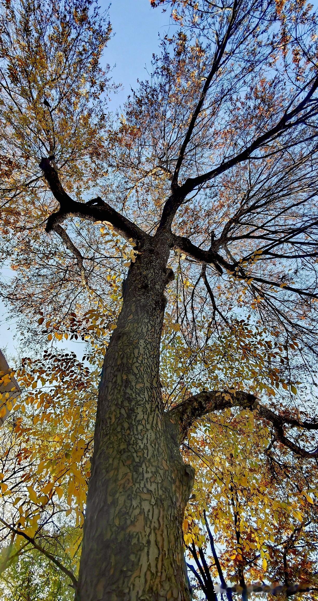 [玫瑰][玫瑰]秋冬的树，是大自然馈赠的绝美的自然画卷，特别适合拍照打卡。
在秋