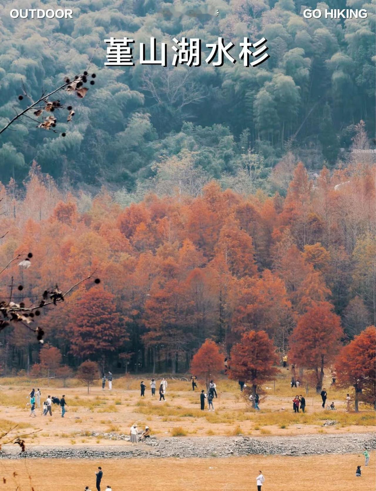 没有水的水杉林，美的像幅画。📍定位：塘溪镇🧭导航：童村象峰红色文化广场⚠️看