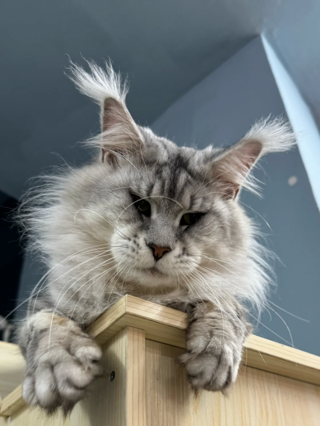 缅因｜夏天了 你可以帮我扇一下风