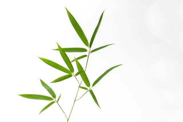 竹苑清幽几盏茶
流年细品静观花
忽闻远处箫声起
韵律悠扬传数家