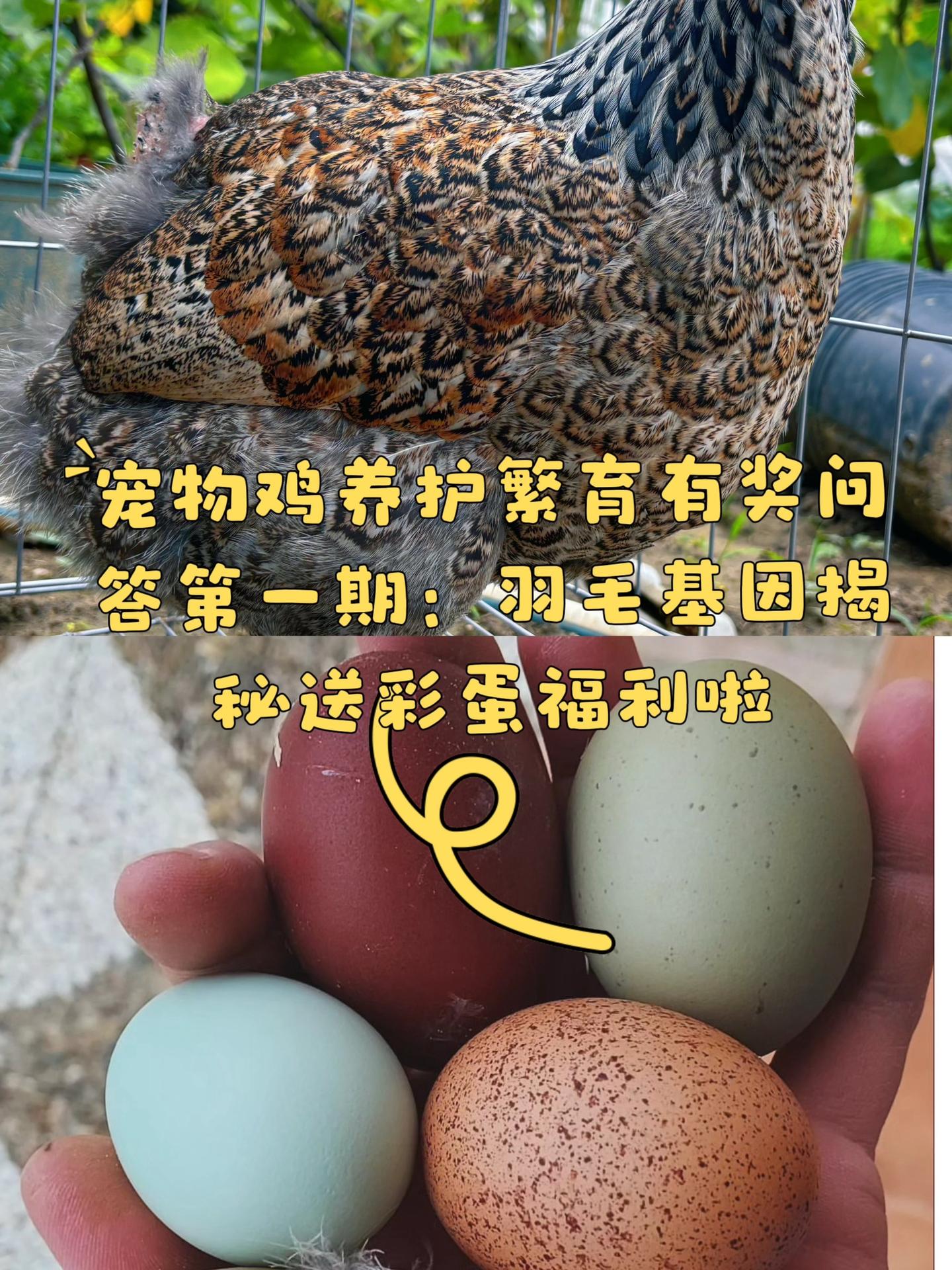 怀特花纹基因揭秘，答对有彩蛋。【怀特羽毛花纹基因揭秘】 看笔记图里这只...