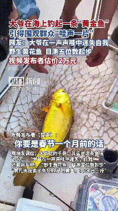 这大爷发财了，福建宁德，大爷海上意外捕获一条野生大黄鱼，开心的合不拢嘴，有网友估