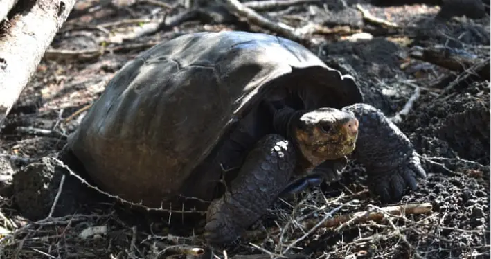 灭绝百年的巨龟重现，科学家：对加拉帕戈斯群岛意义巨大