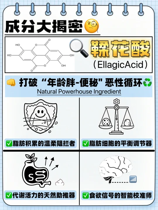 年龄增长，减肥难⁉️鞣花酸带你揪出脂肪“元凶