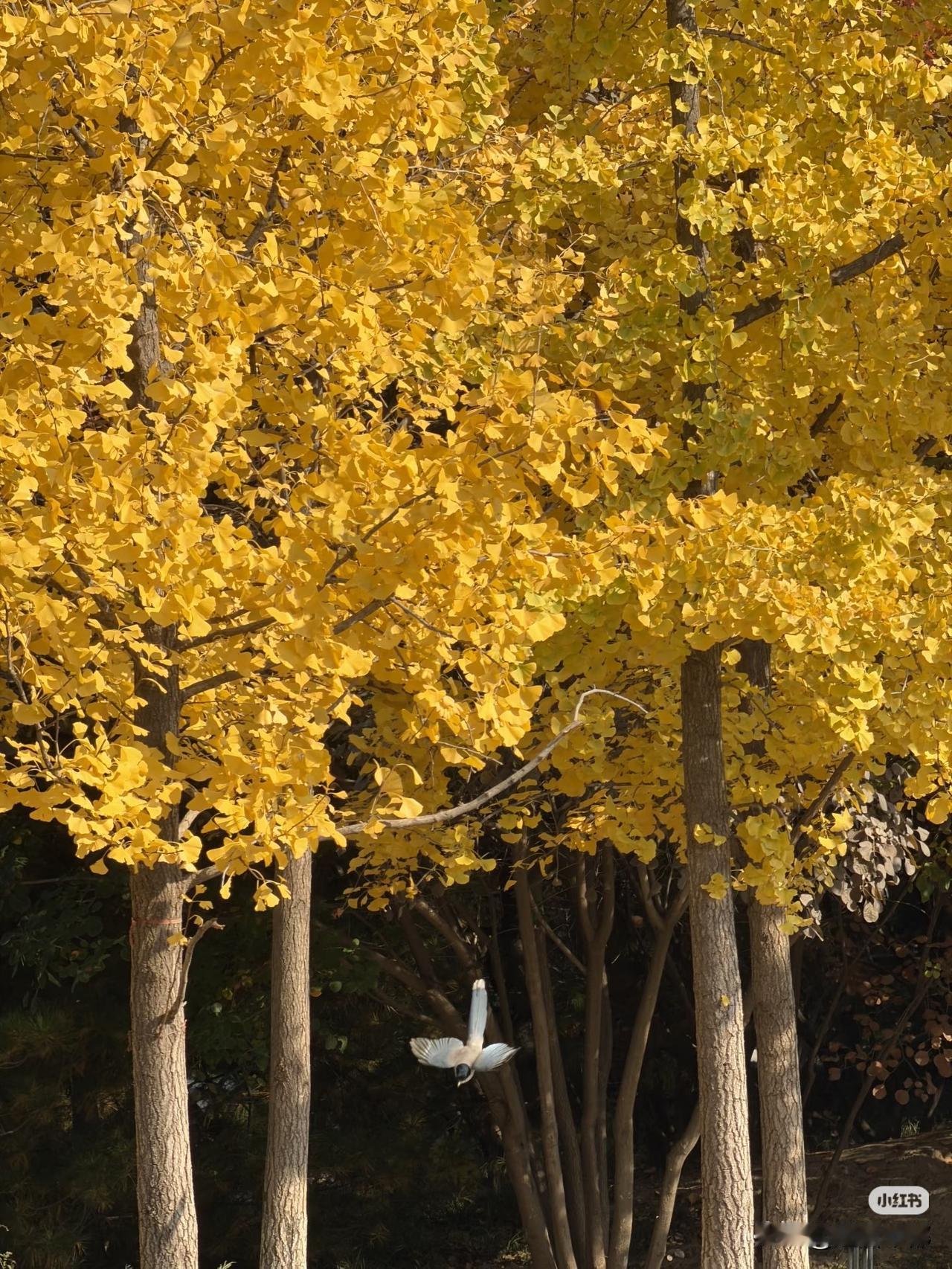 可以分享一张秋景树叶的的照片吗我最爱在午后踏叶而行。脚下的落叶积了半指厚，踩上去