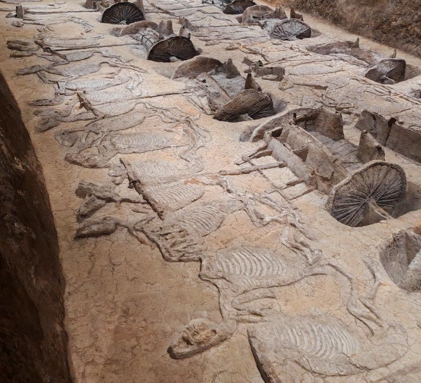 别只知道兵马俑了！荆州楚王车马阵，凭真家伙叫板秦始皇
说真的，我以前只知道西安兵